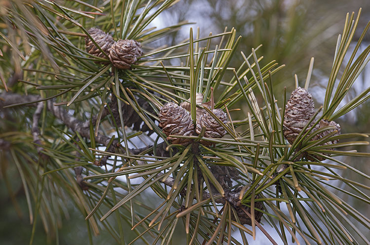 Image of Japanese Umbrella Pine