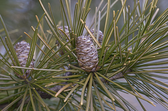 Image of Japanese Umbrella Pine