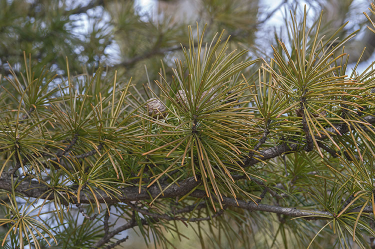 Image of Japanese Umbrella Pine