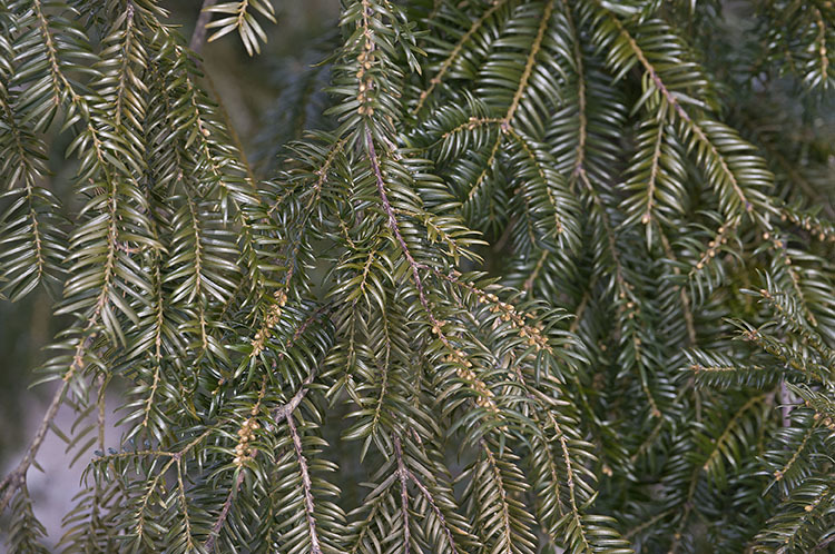 Image of Japanese Nutmeg Tree