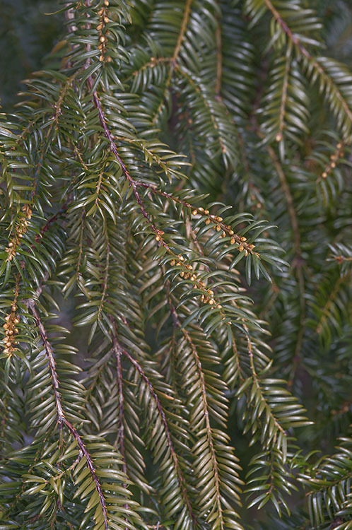 Image of Japanese Nutmeg Tree