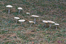 Image of <i>Amanita muscaria</i> var. <i>guessowii</i>