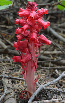 Image of snowplant