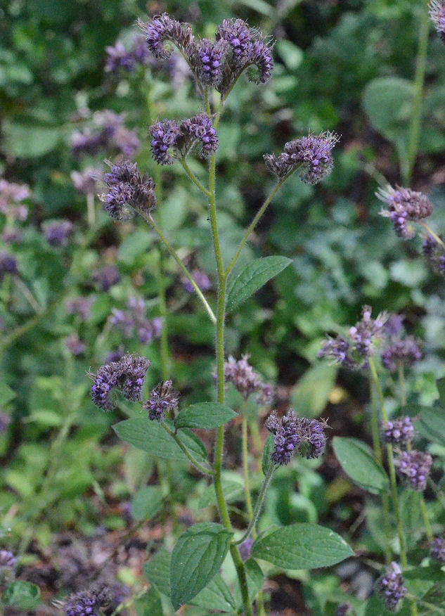 Phacelia mutabilis Greene的圖片