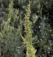 Image of tarragon