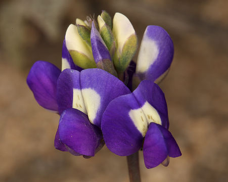 Image of Mojave lupine