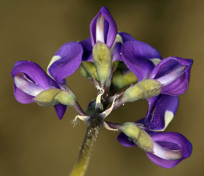 Image of Mojave lupine