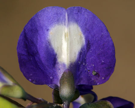 Image of Mojave lupine