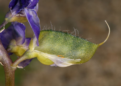 Image of Mojave lupine