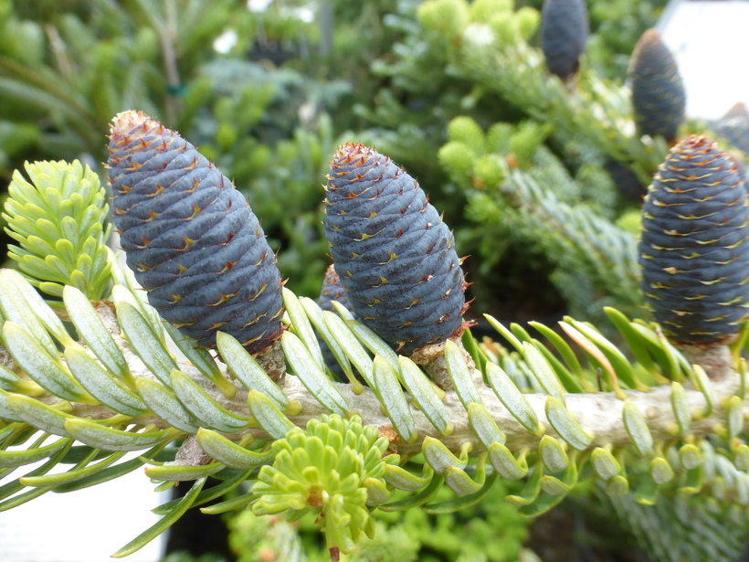 Image of Korean Fir