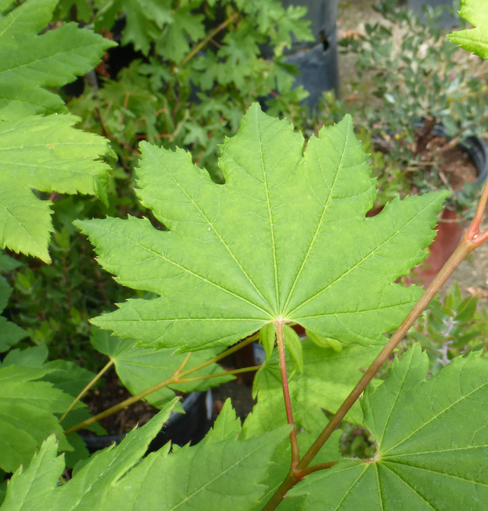 Image of Vine Maple