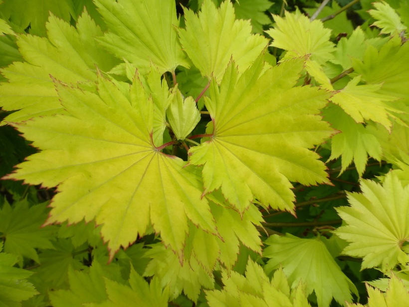 صورة Acer shirasawanum Koidzumi