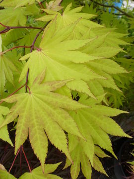 صورة Acer shirasawanum Koidzumi