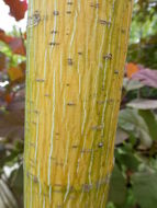 Image of Manchurian Striped Maple