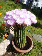 Image de Echinopsis oxygona (Link) Zucc. ex Pfeiff.