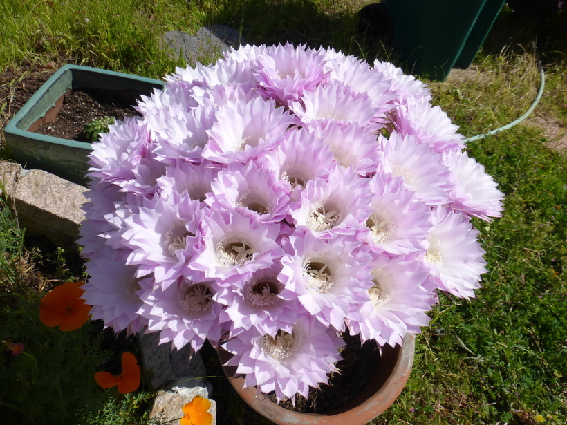 Image de Echinopsis oxygona (Link) Zucc. ex Pfeiff.