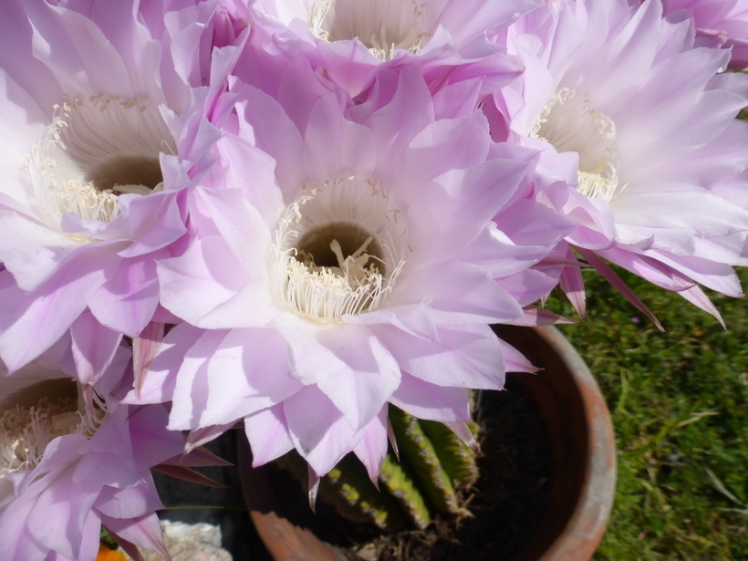 Image de Echinopsis oxygona (Link) Zucc. ex Pfeiff.