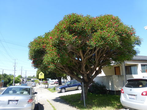 Plancia ëd Erythrina crista-galli L.