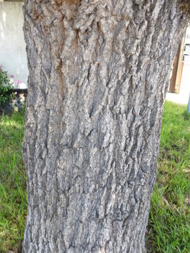 Image of crybabytree