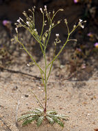 Image of <i>Aliciella monoensis</i>