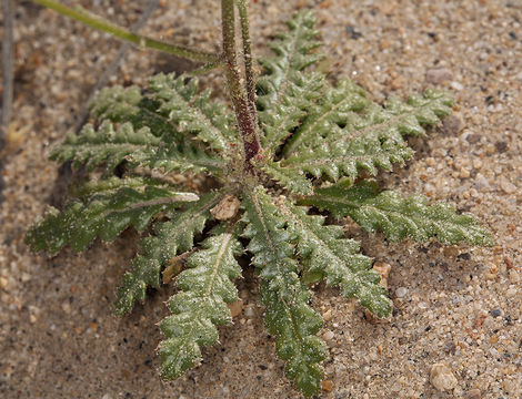 Image of <i>Aliciella monoensis</i>