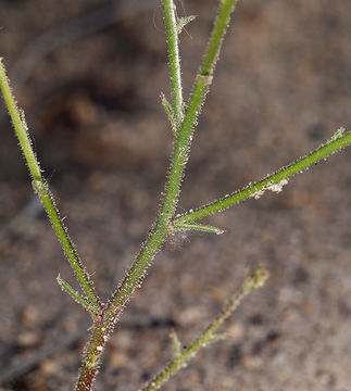 Image of <i>Aliciella monoensis</i>