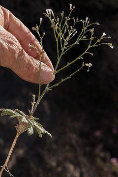 Image of <i>Aliciella monoensis</i>