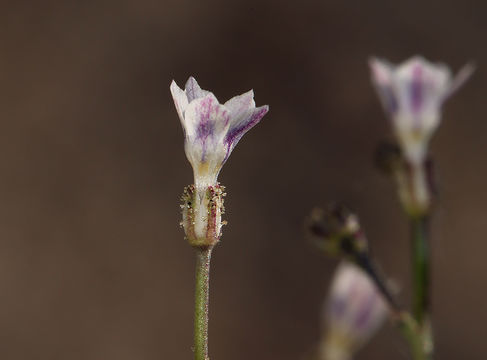 Image of <i>Aliciella monoensis</i>