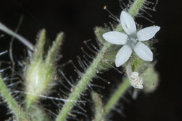 Plancia ëd Allophyllum integrifolium (A. Brand) A. D. & V. E. Grant