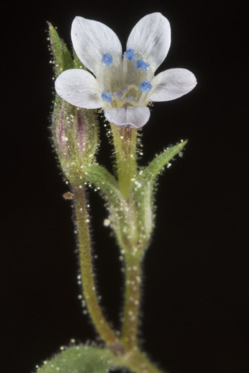 Image of <i>Navarretia capillaris</i>