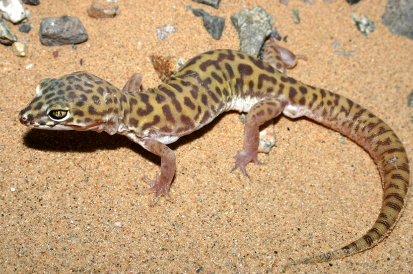 Image of Western Banded Gecko