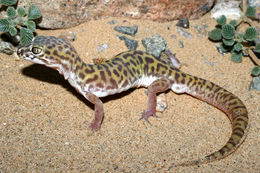 Image of Western Banded Gecko