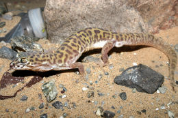 Image of Western Banded Gecko