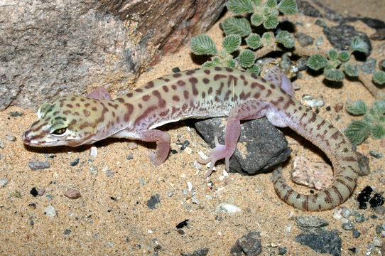 Image of Western Banded Gecko