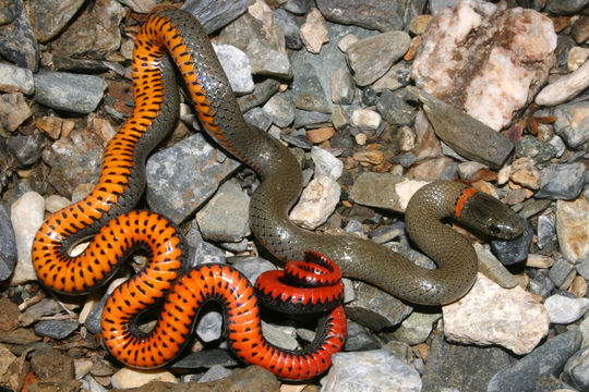 Image of Ring-necked Snake