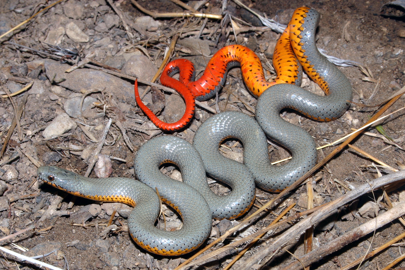 Image of Ring-necked Snake