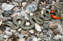 Image of Ring-necked Snake