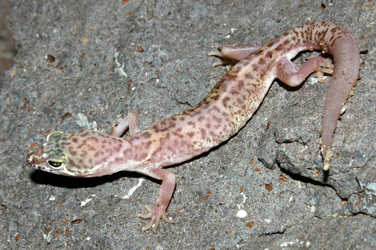 Image of Western Banded Gecko