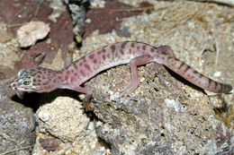 Image of Western Banded Gecko