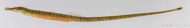 Image of river pipefishes