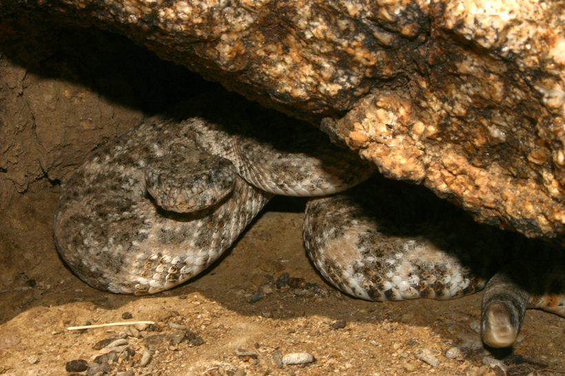 صورة Crotalus mitchellii (Cope 1861)