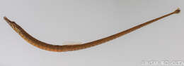 Image of river pipefishes