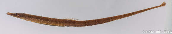 Image of river pipefishes