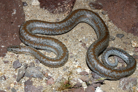 Image of Rosy Boa