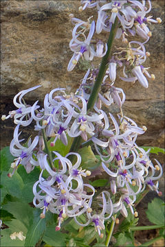 Image of Petromarula pinnata (L.) A. DC.