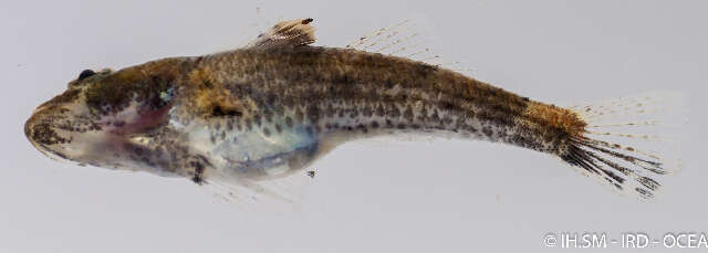 صورة Psammogobius