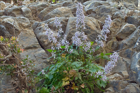 Image of Petromarula pinnata (L.) A. DC.