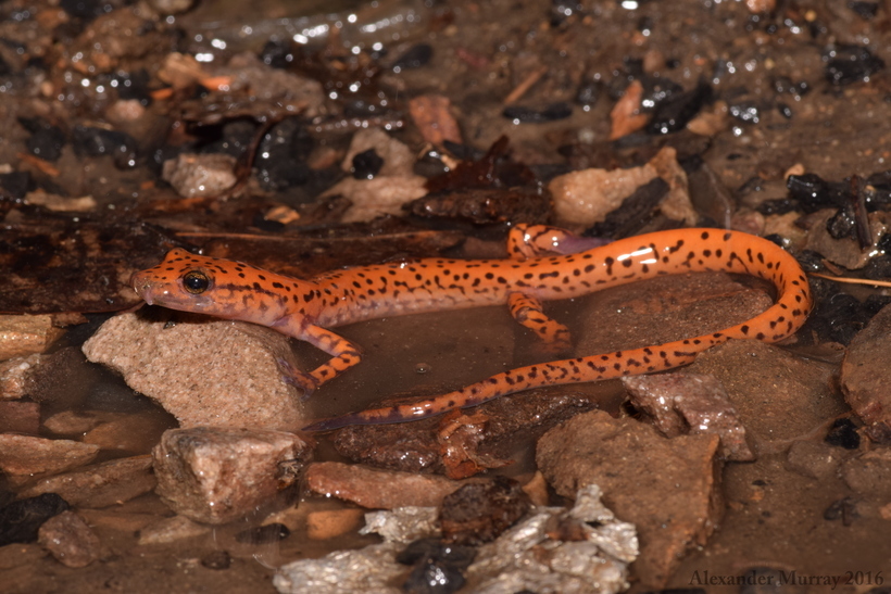Image of Cave Salamander