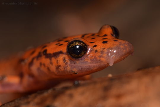 Image of Cave Salamander