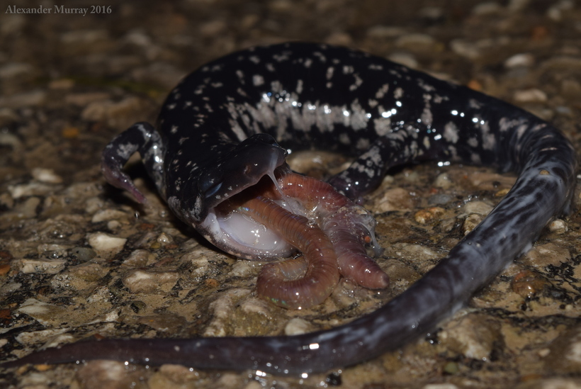 Image of Cumberland Plateau Salamander